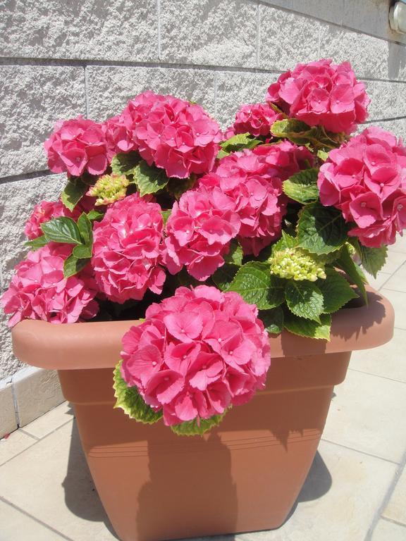 Hotel Garden Viareggio Exterior photo